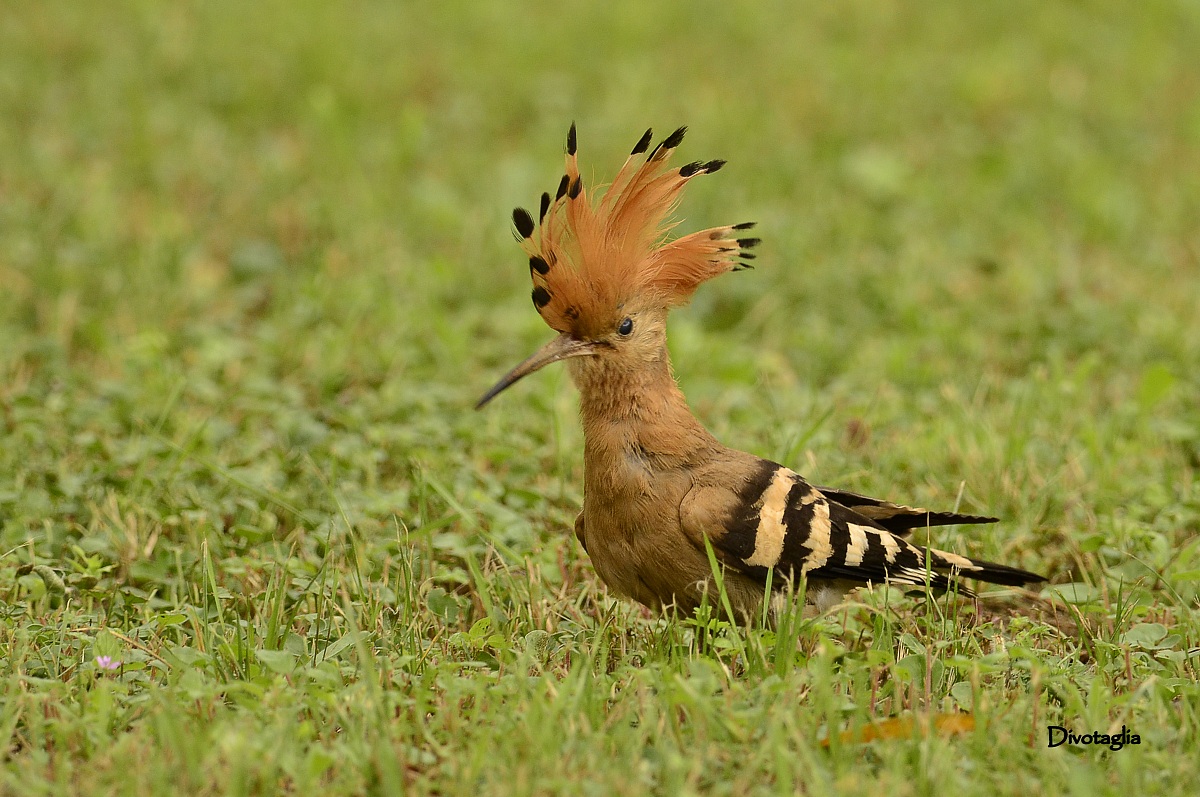 Hoopoe...