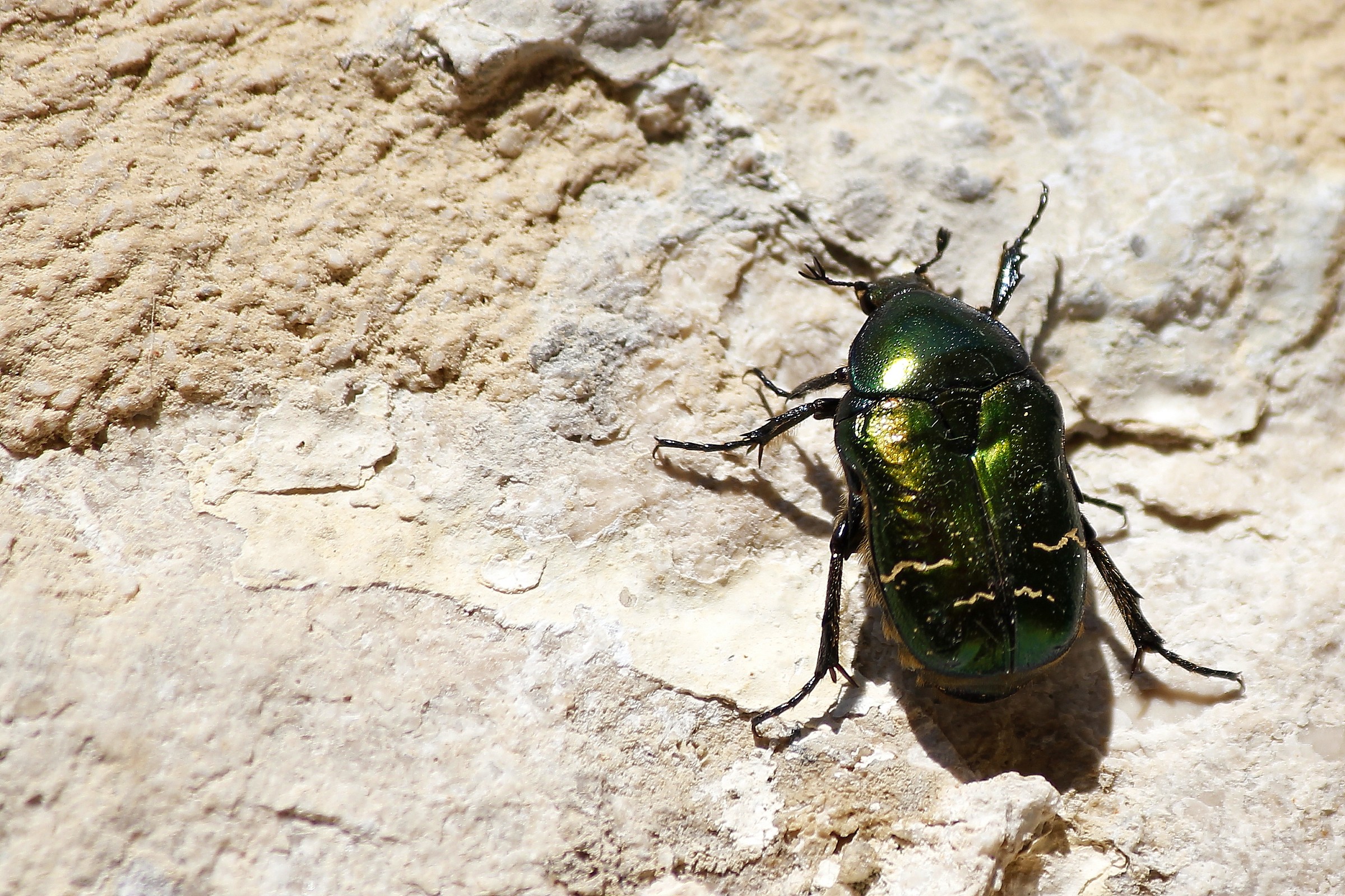 Small green beetle...