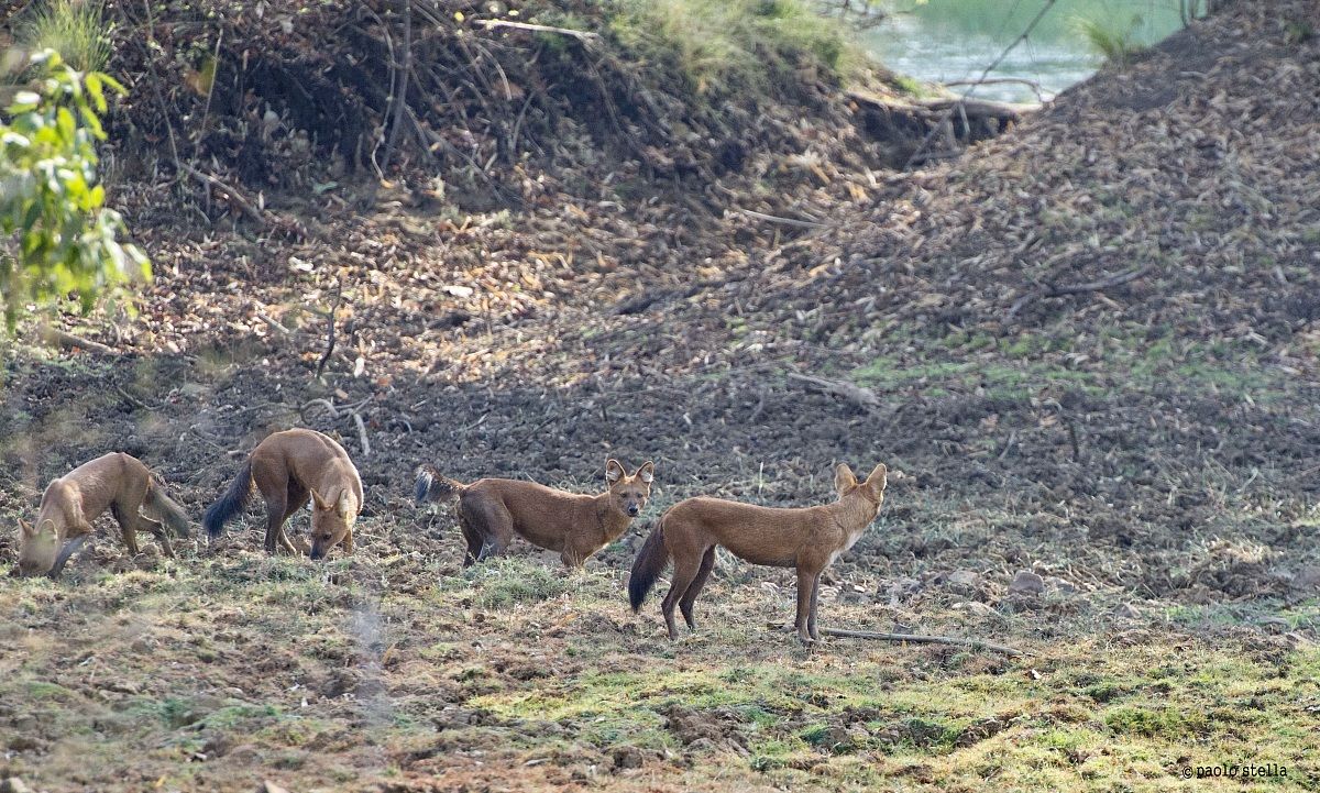 female + cub and Indian wild dogs - 5...
