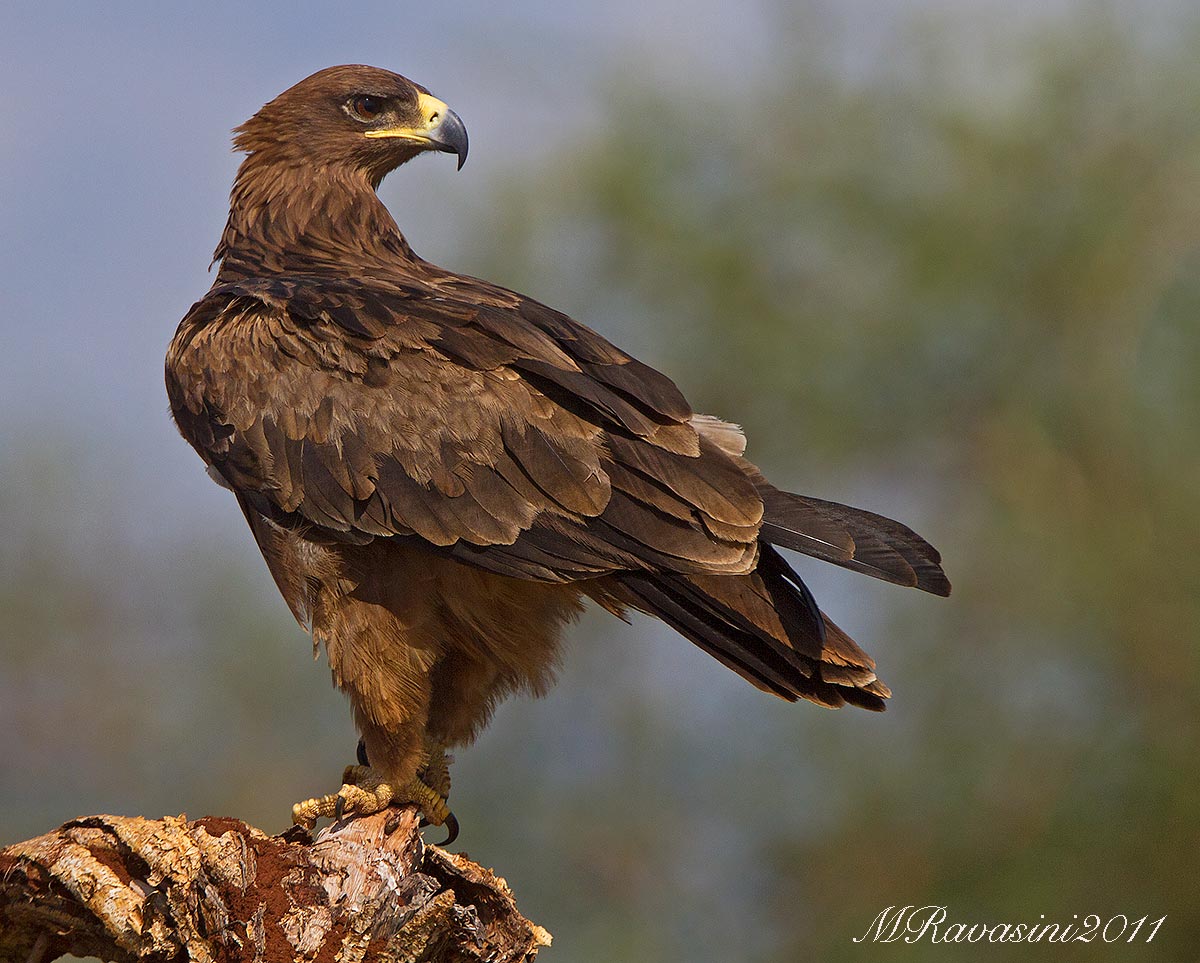 Tawny Eagle Aquila rapax...