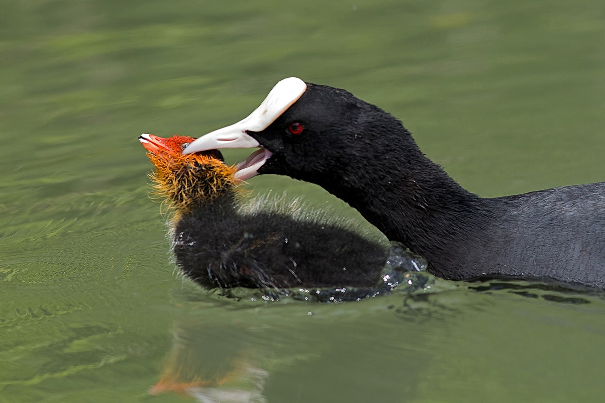 The scolding mother coot 2...