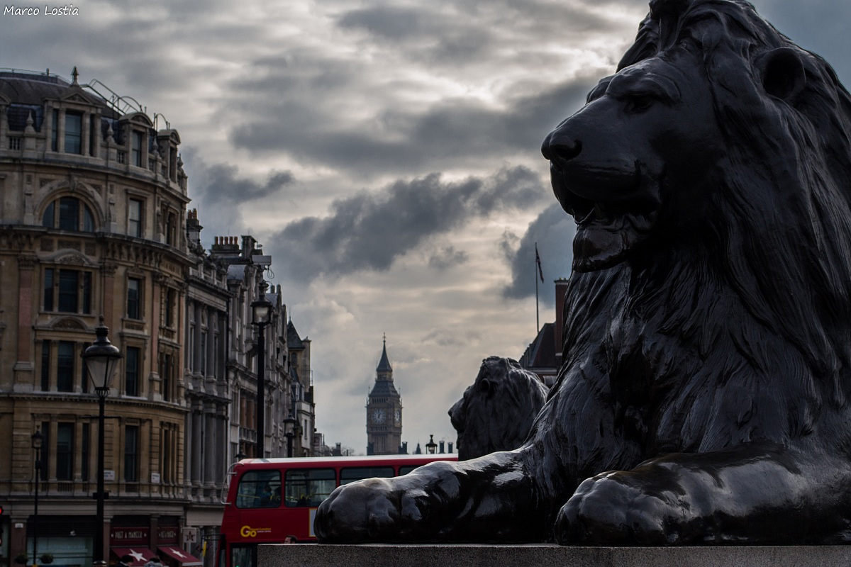 The Lion of Trafalgar Square...