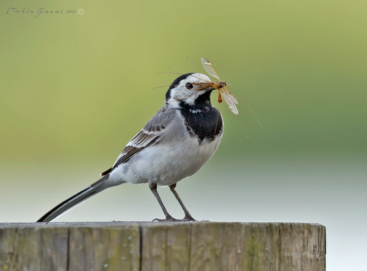 White Wagtail...