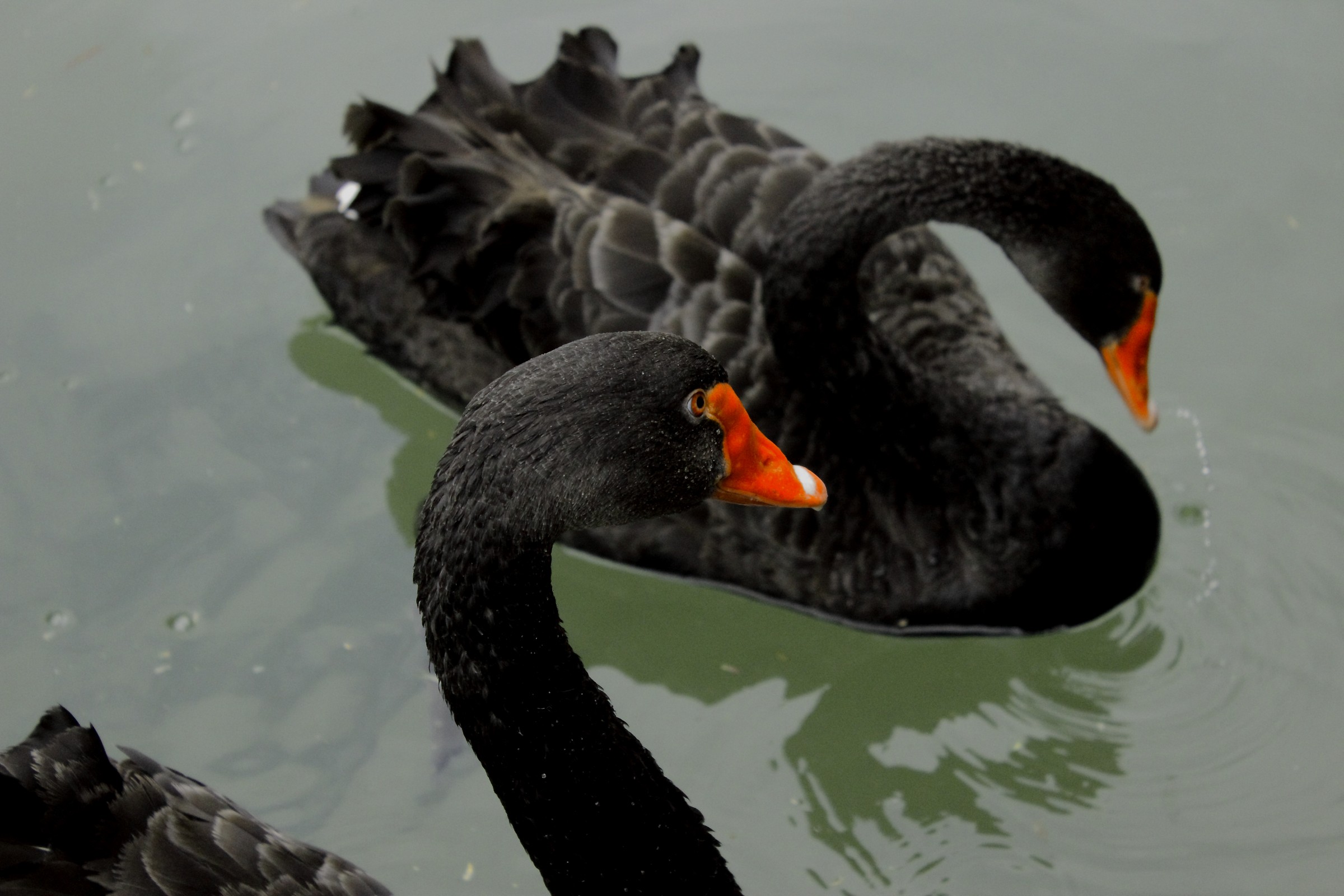 blacks swans...
