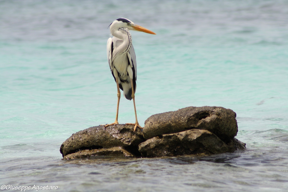 heron...