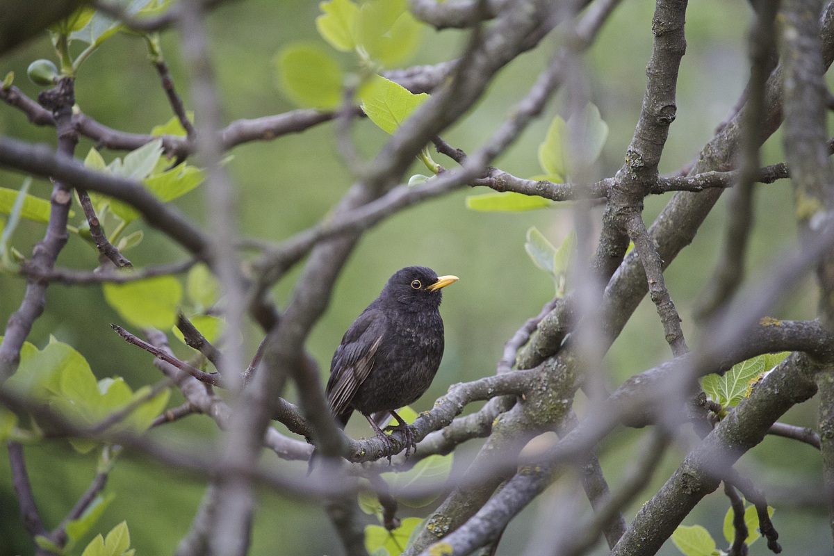 Blackbird in the "nest"...