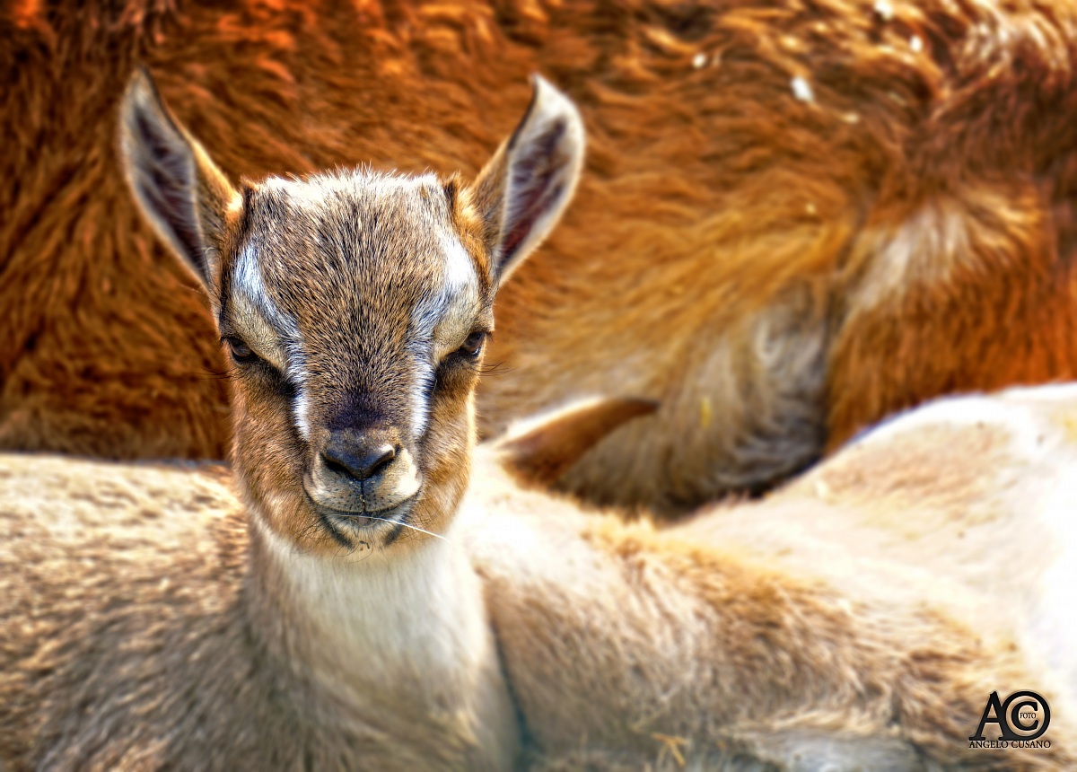 cucciolo di capra...