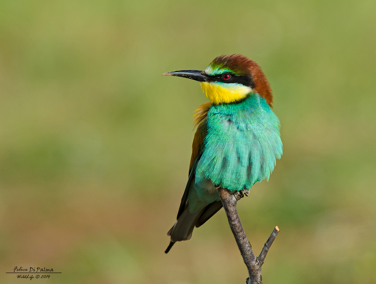 Bee-eater ......