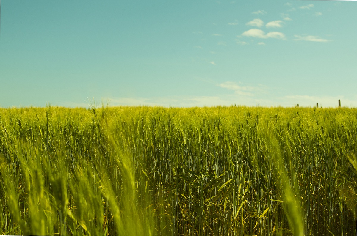 fields of wheat...