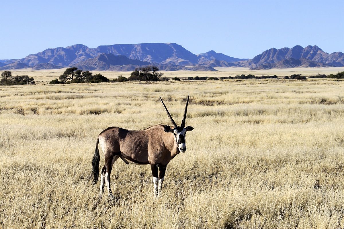 Oryx in the desert...