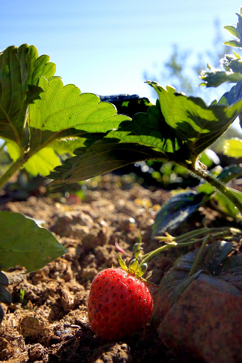 Strawberries (Tarquinia VT)...