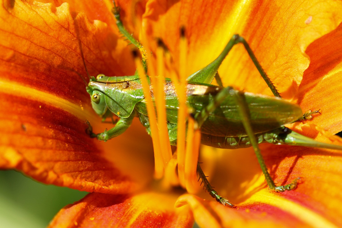 flower grasshopper...