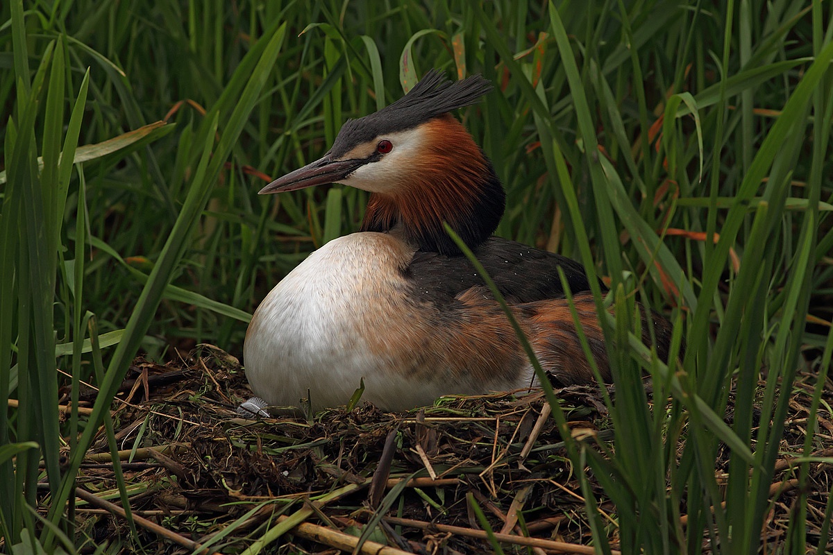 Grebe in hatching...