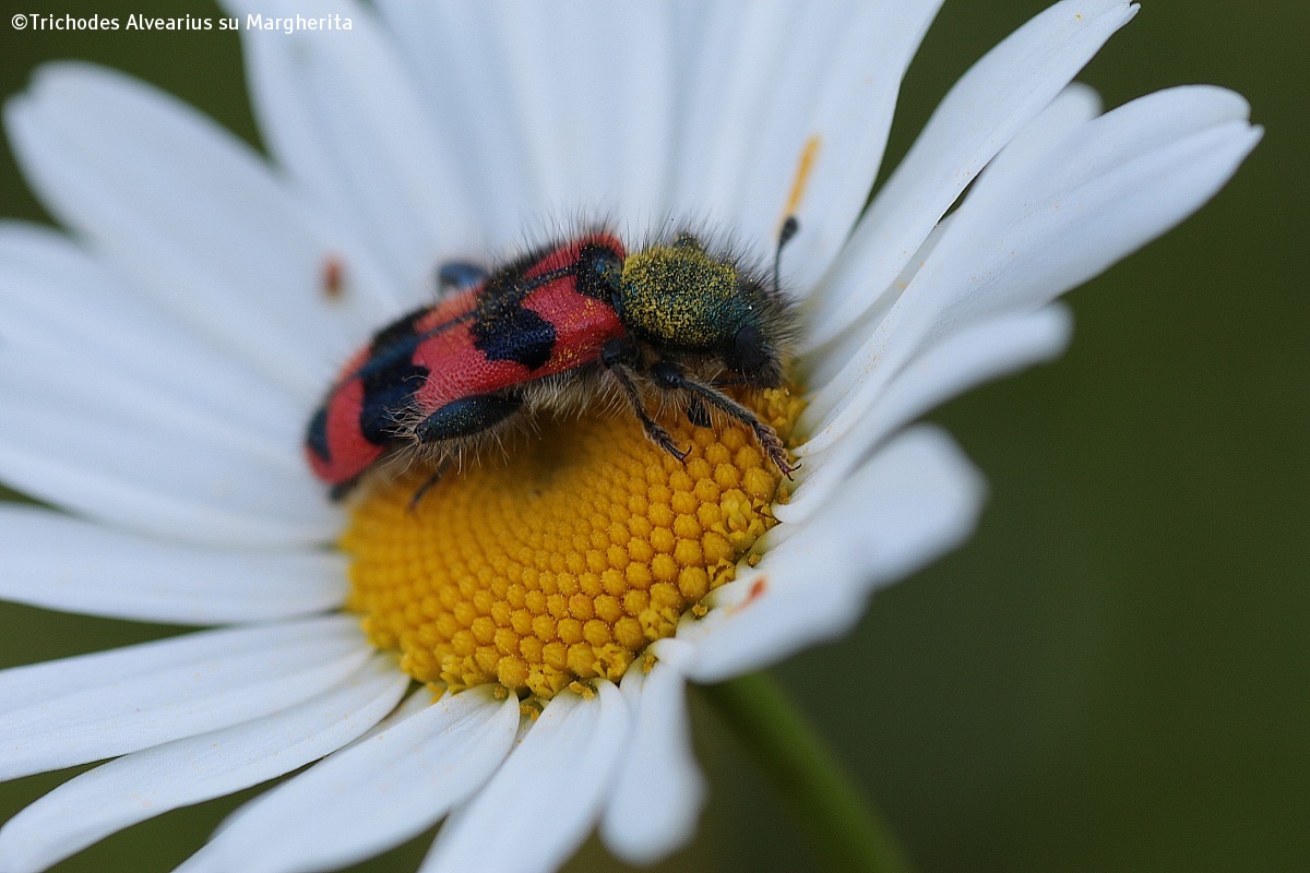 Insect on daisy...