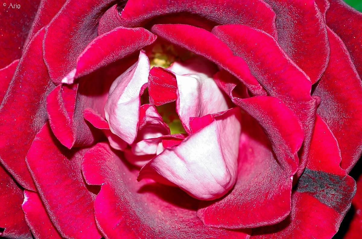 Scarlet rose....
