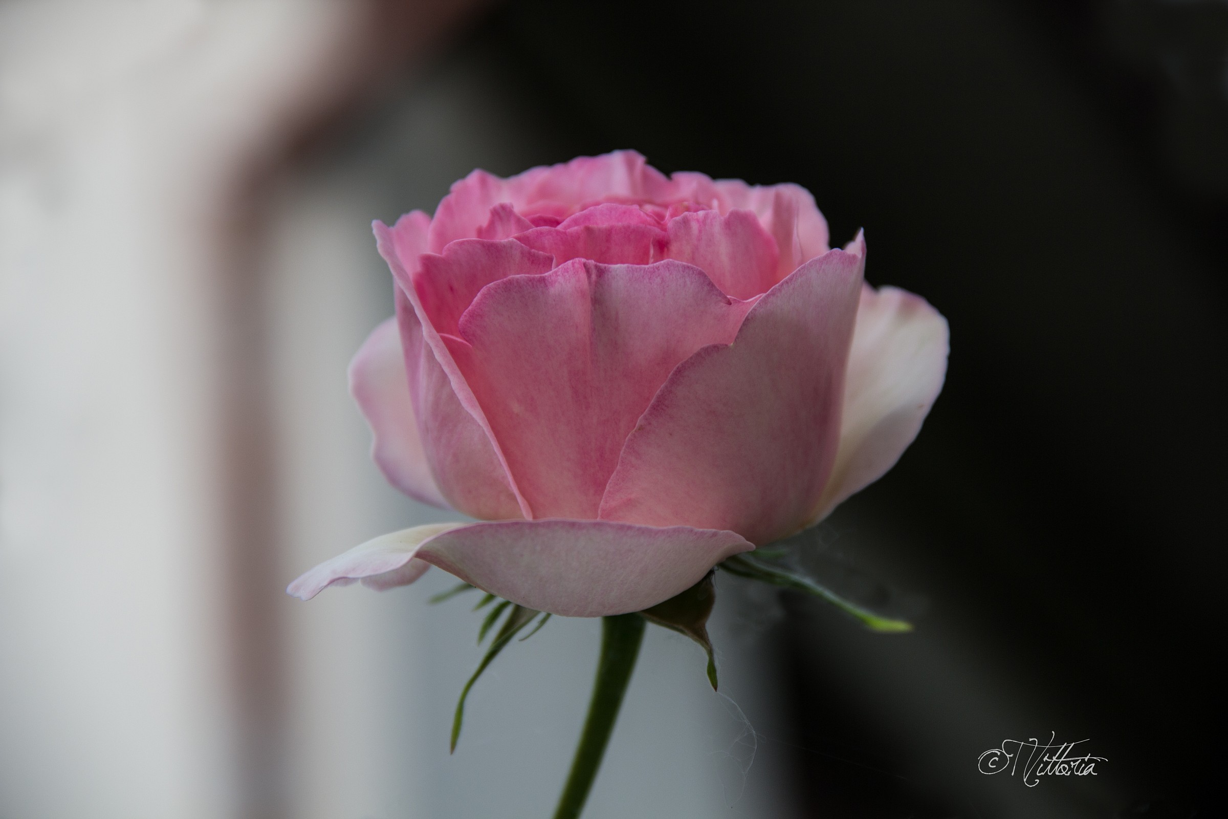 Rose-pink...