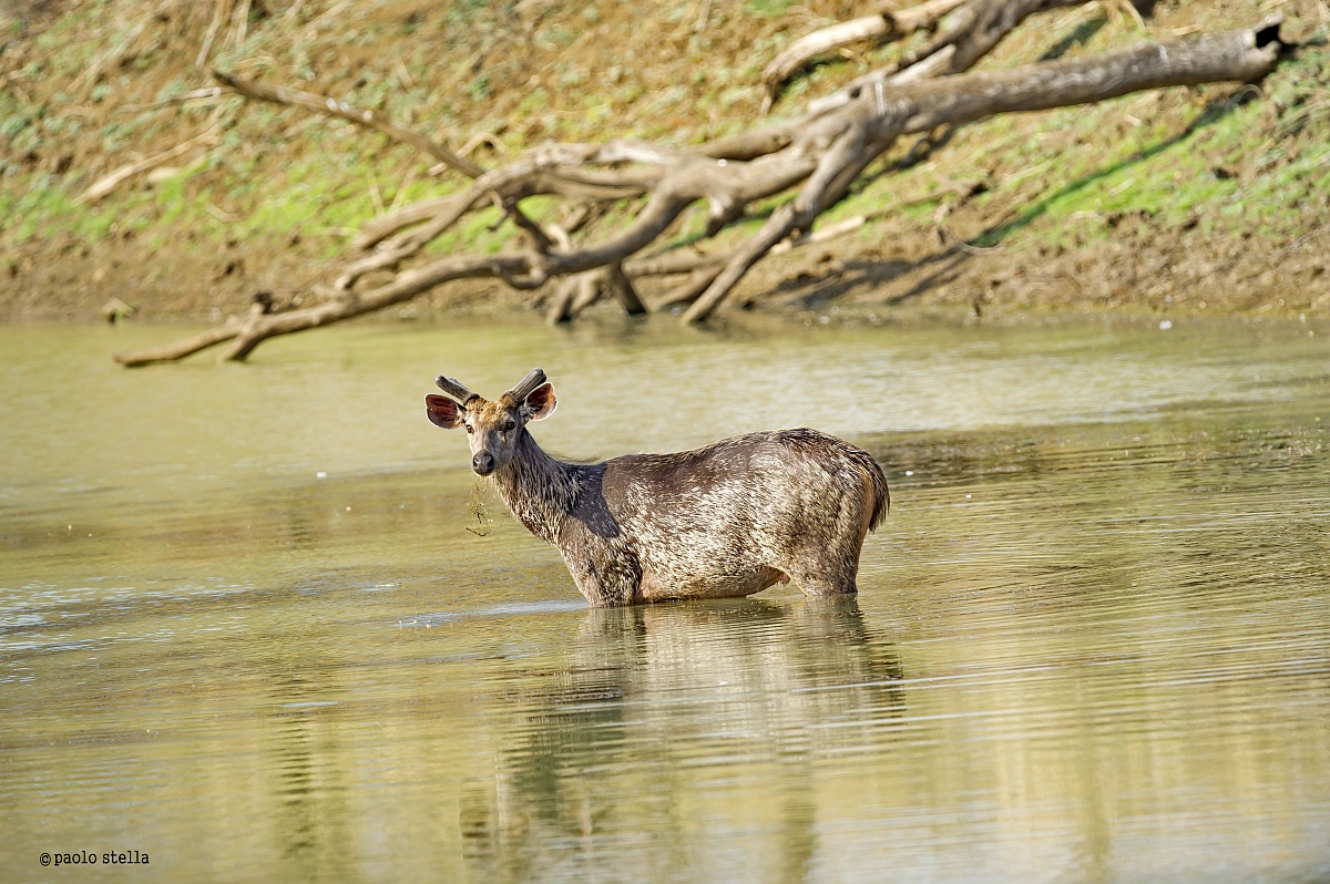 Sambar deer allo stagno...