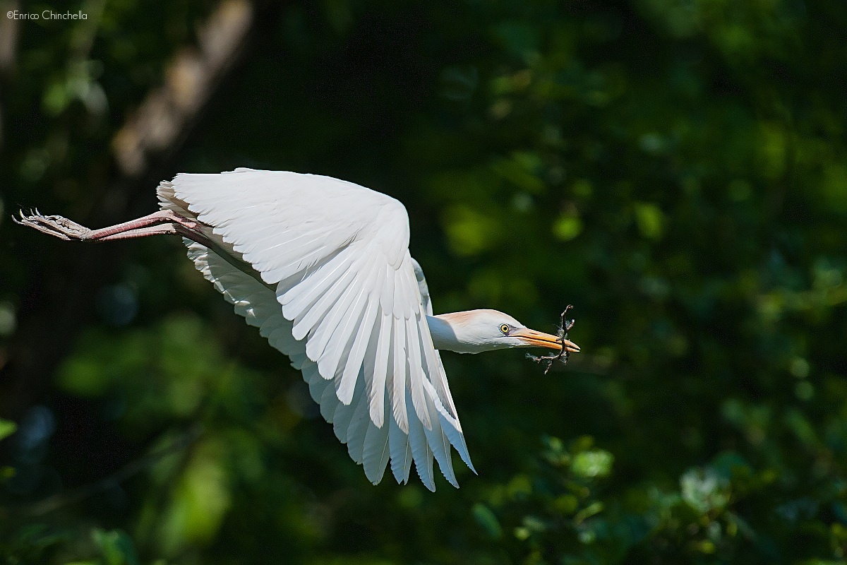 Egrets...