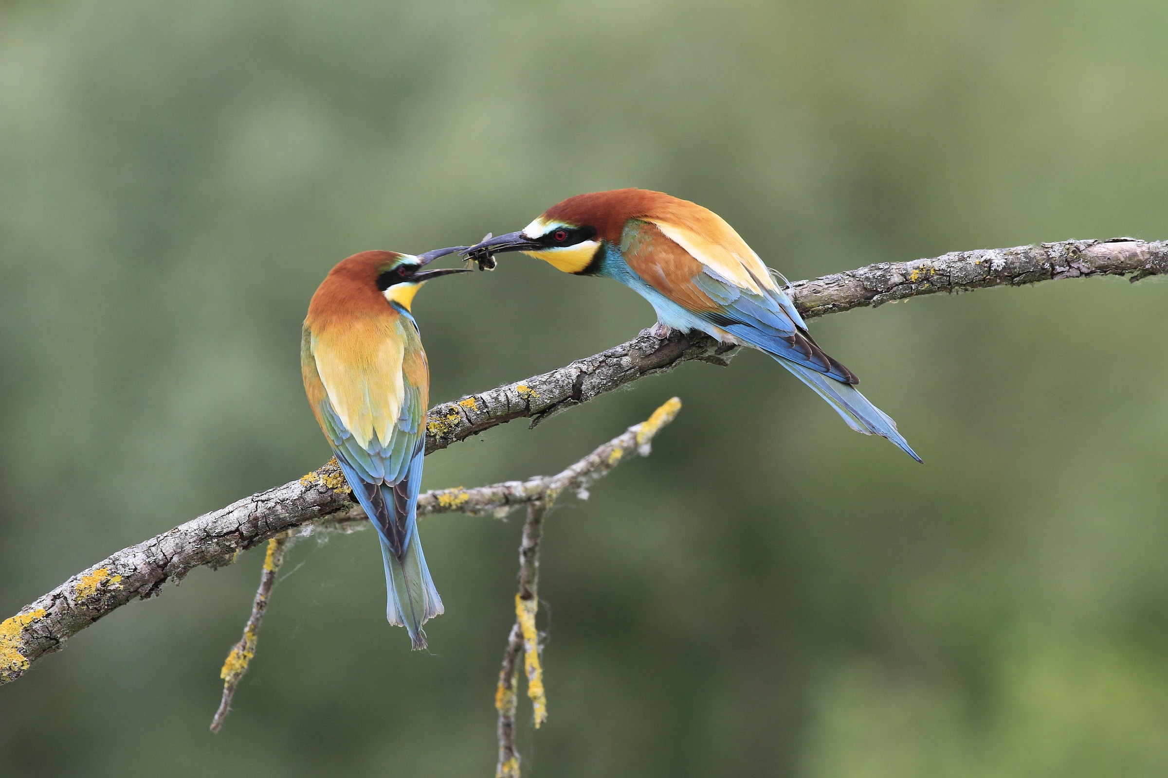 Bee-eaters 2014: Homage to the bride...
