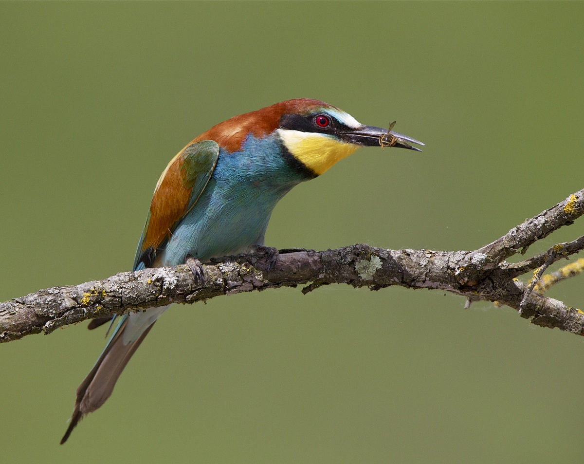 bee-eater .......
