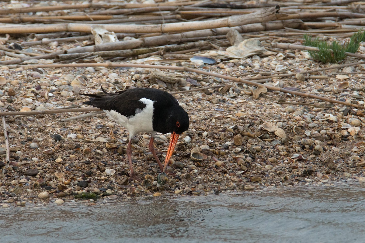 Oystercatcher, intent to open a clam...