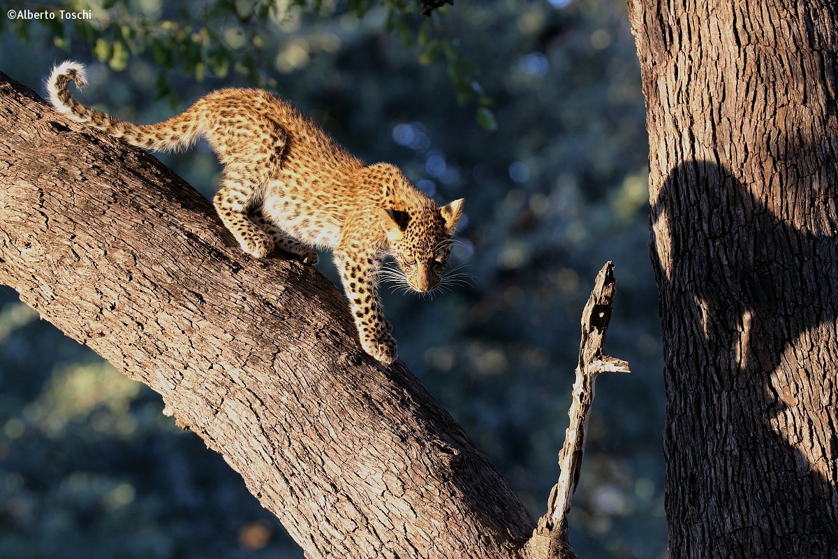 Young Leopard...