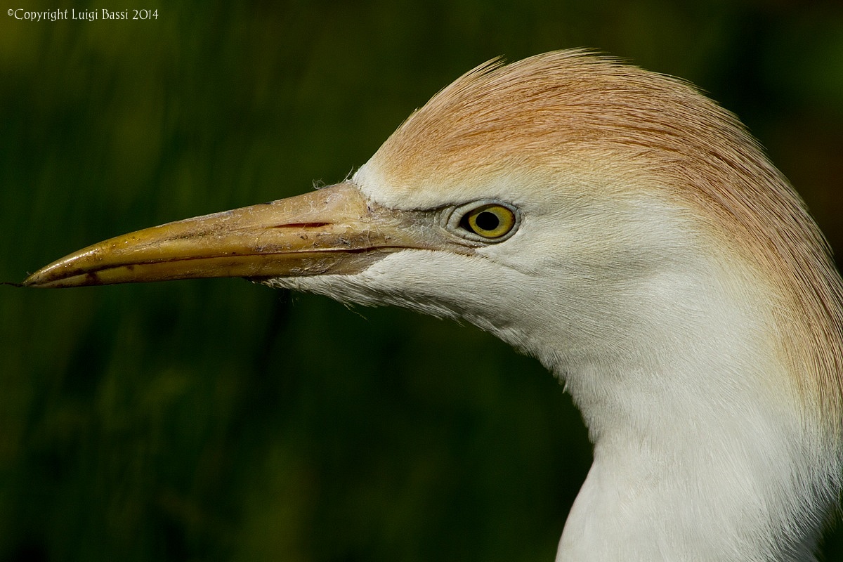 Portrait of Egrets...