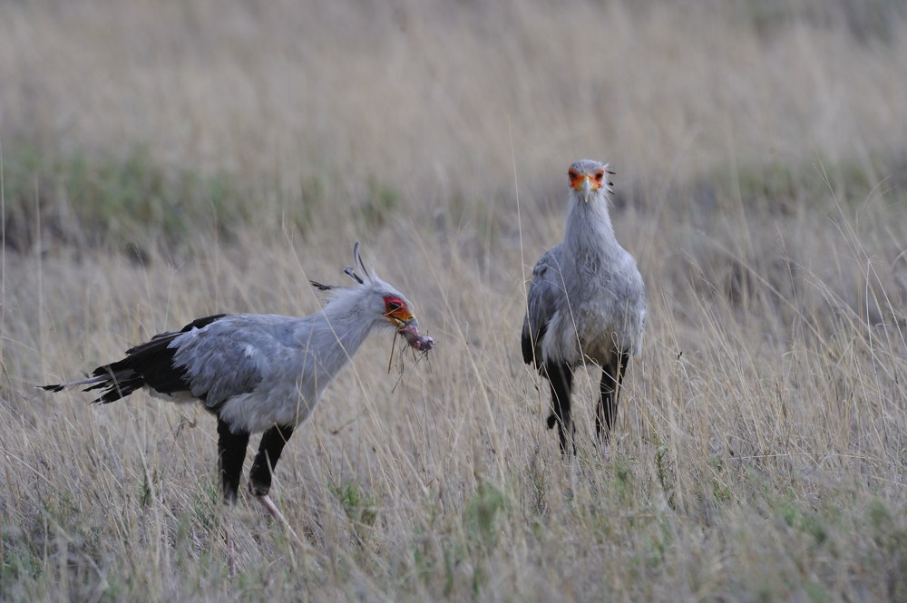 Etosha...