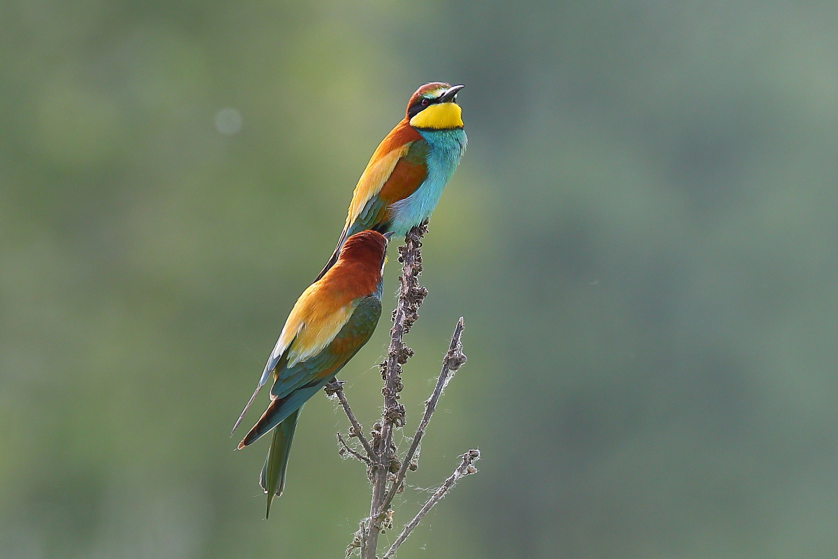 Bee-eaters '14...