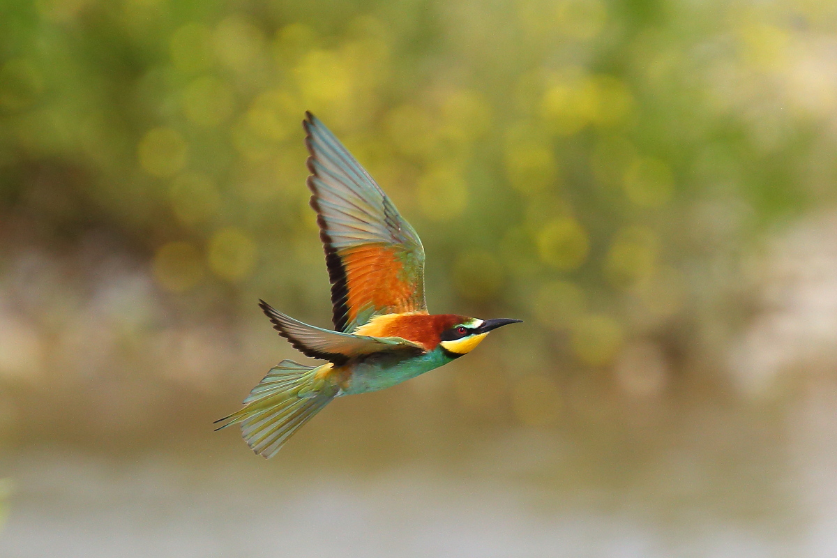 Bee-eaters '14...
