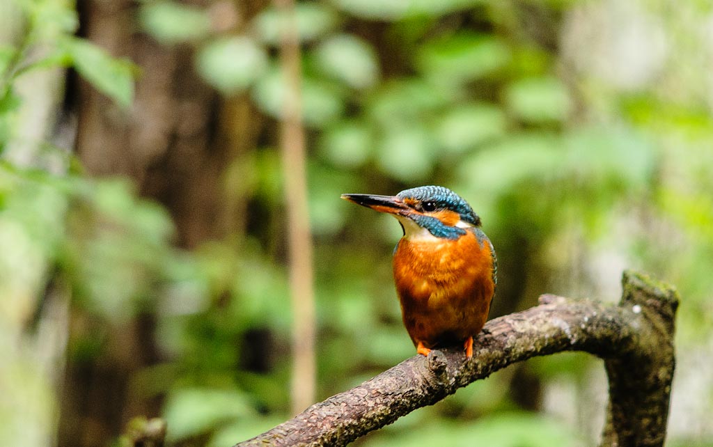 Kingfisher...