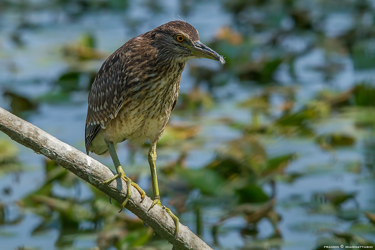 Young Night Heron....