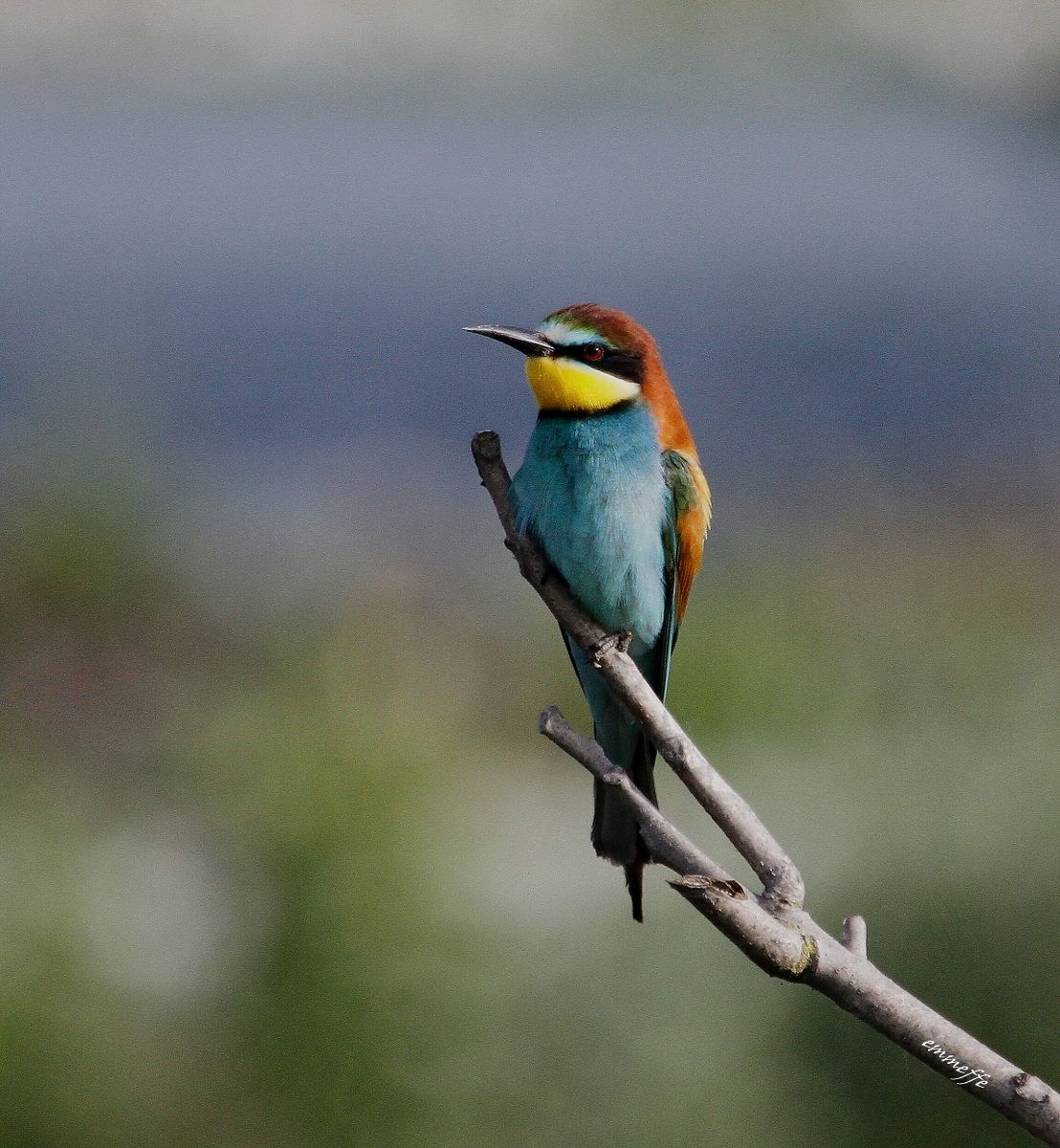 Bee-Eater...