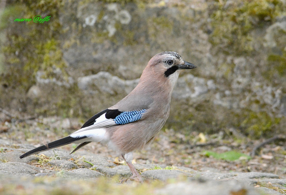 Ghiandaia...