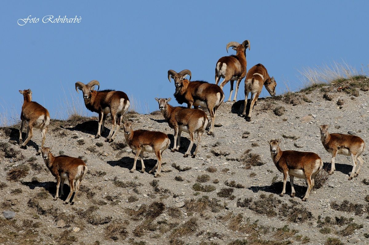 Mouflon on the ridge .......