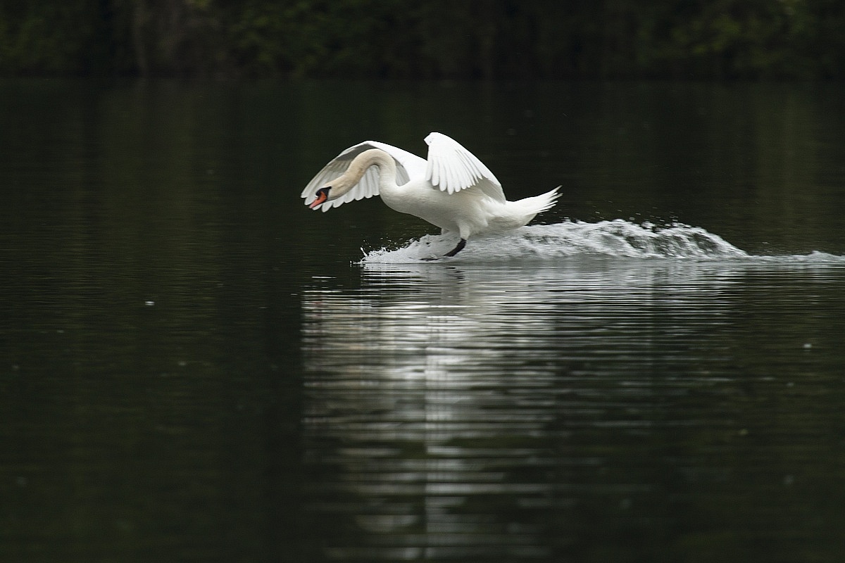 swan gliding...