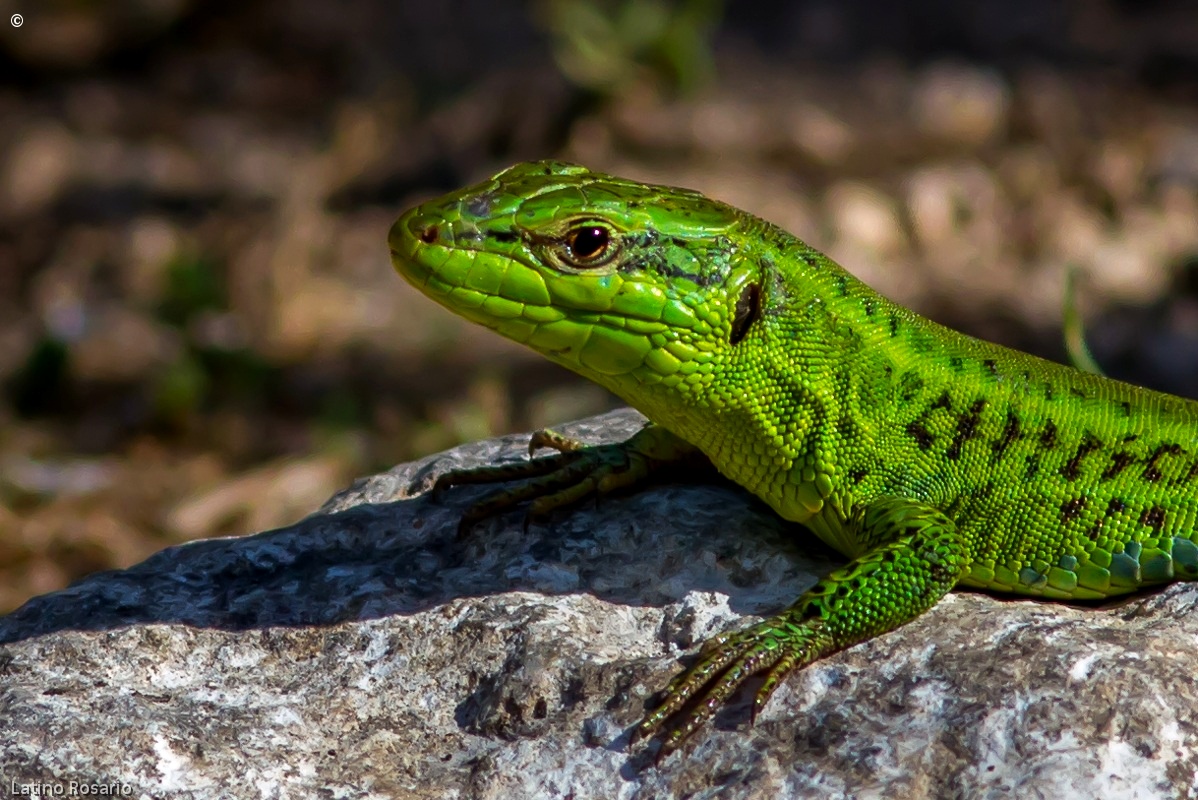Young green lizard...