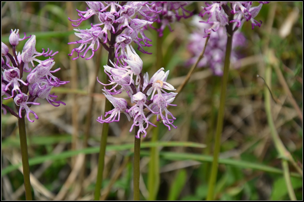 orchis simia...