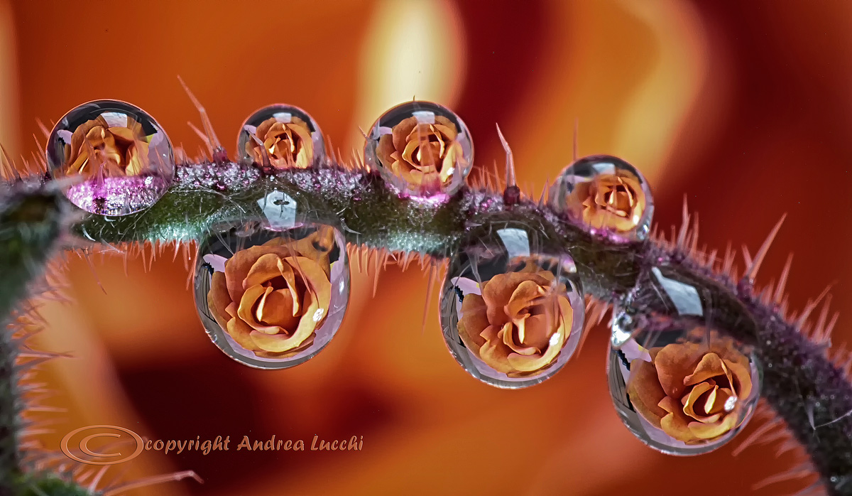caldi riflessi...