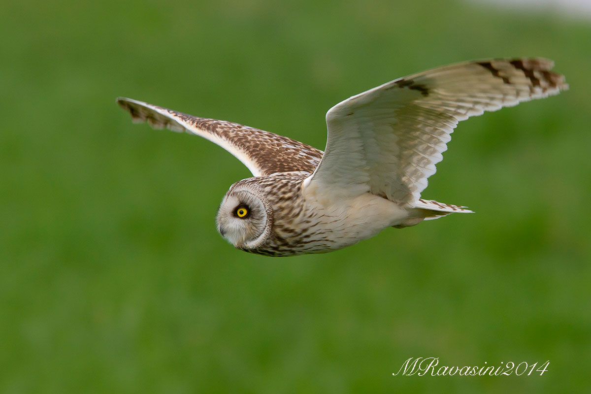 Short-eared Owl...