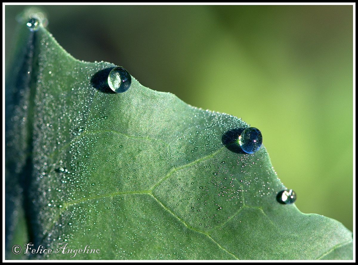 Raindrop...