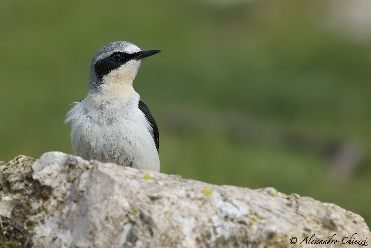 The home of the wheatear...