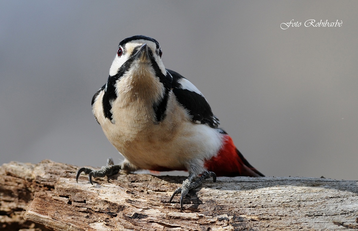 Woodpecker ......