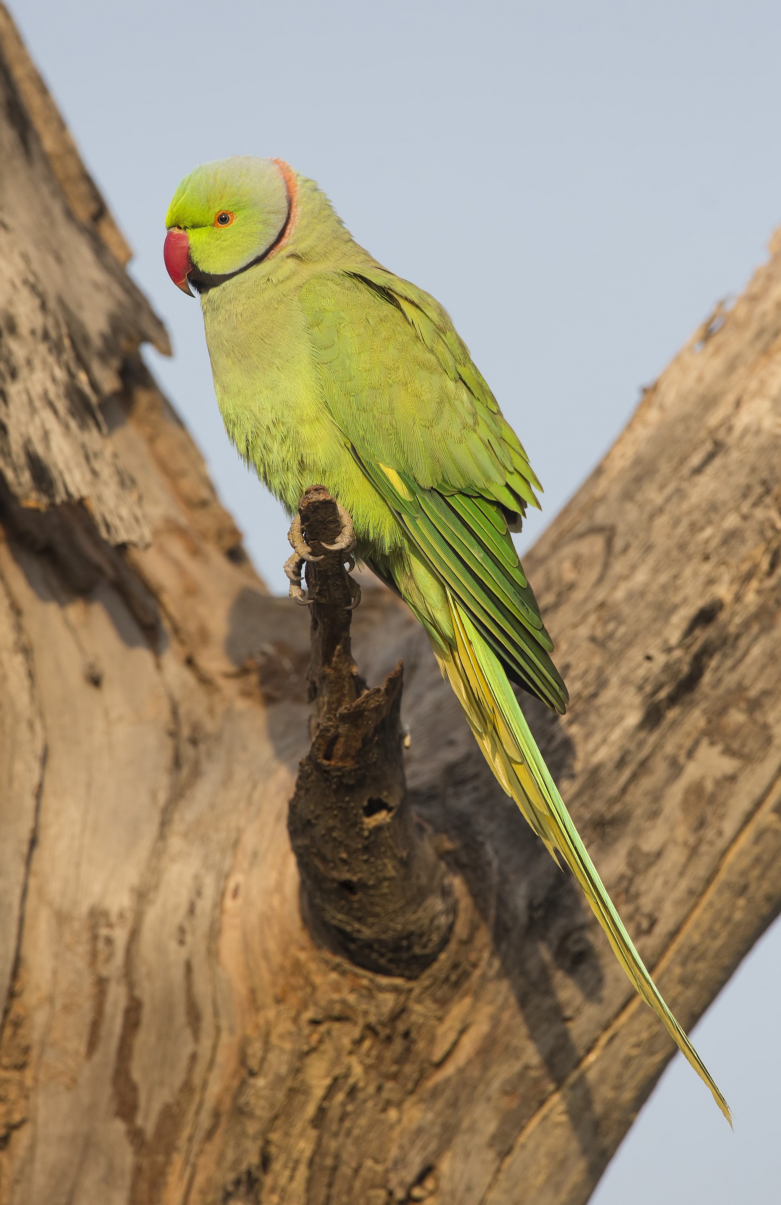 Ringed Parakeet...