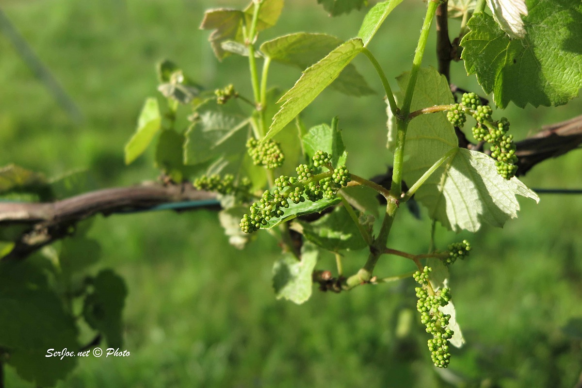 small bunches of grapes growing...