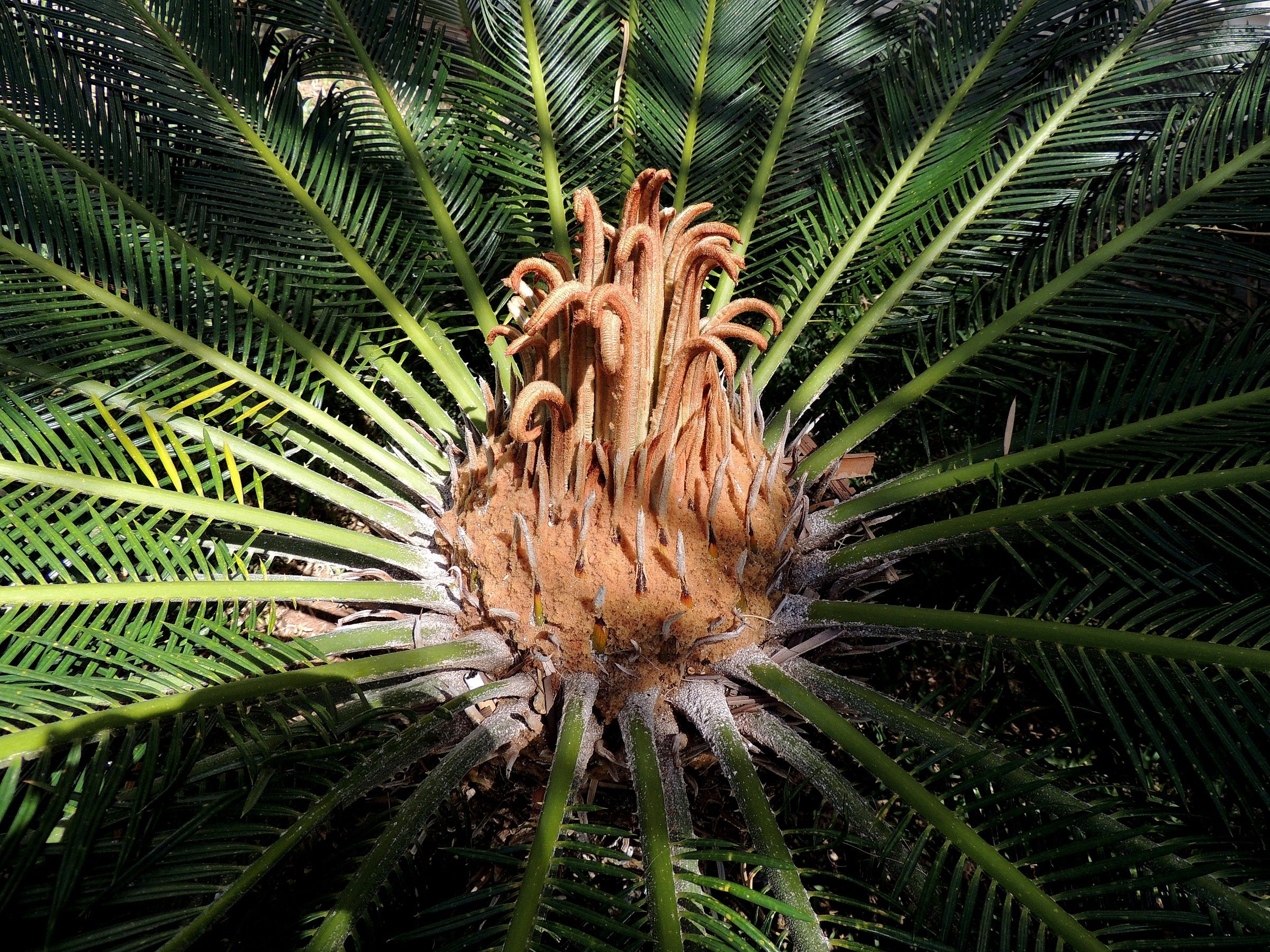 Tenerife-palm cica revoluta...