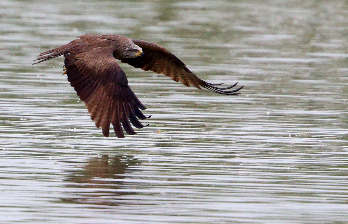 Black Kite in hunting...