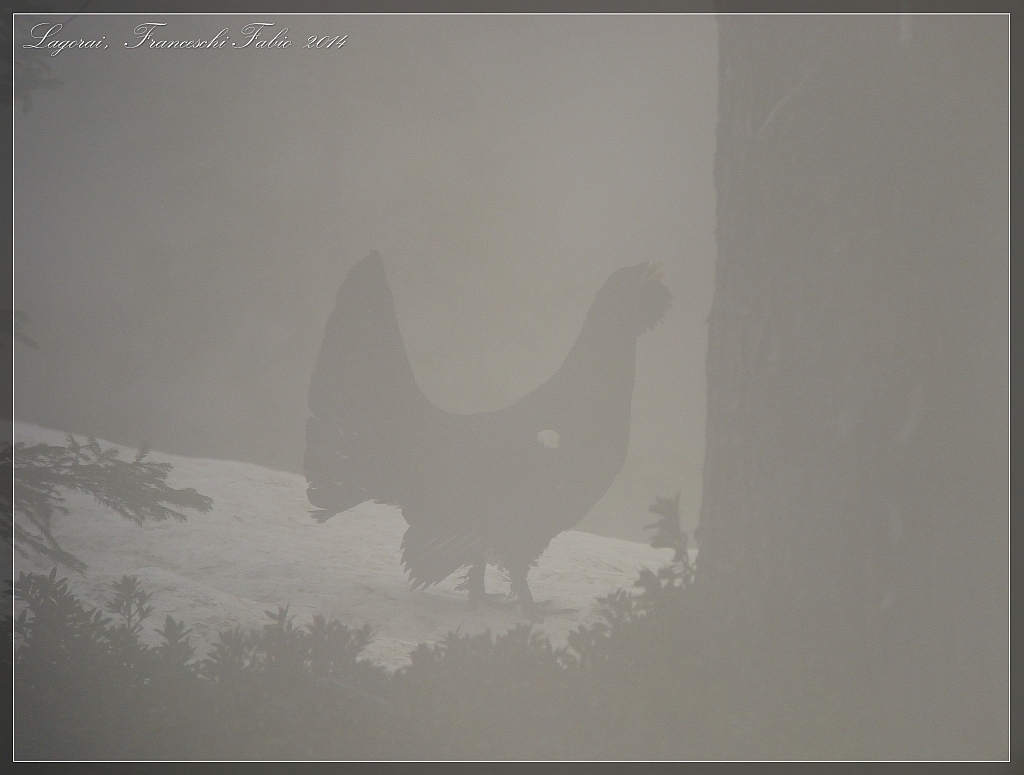 Grouse in the fog!...