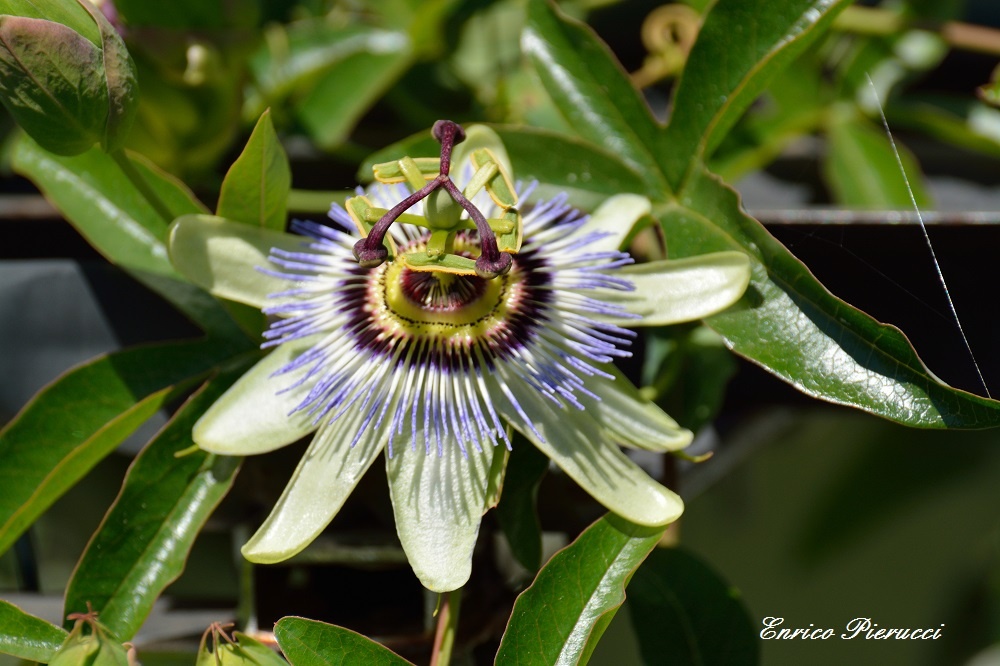 Passiflora (Fiore della Passione )...