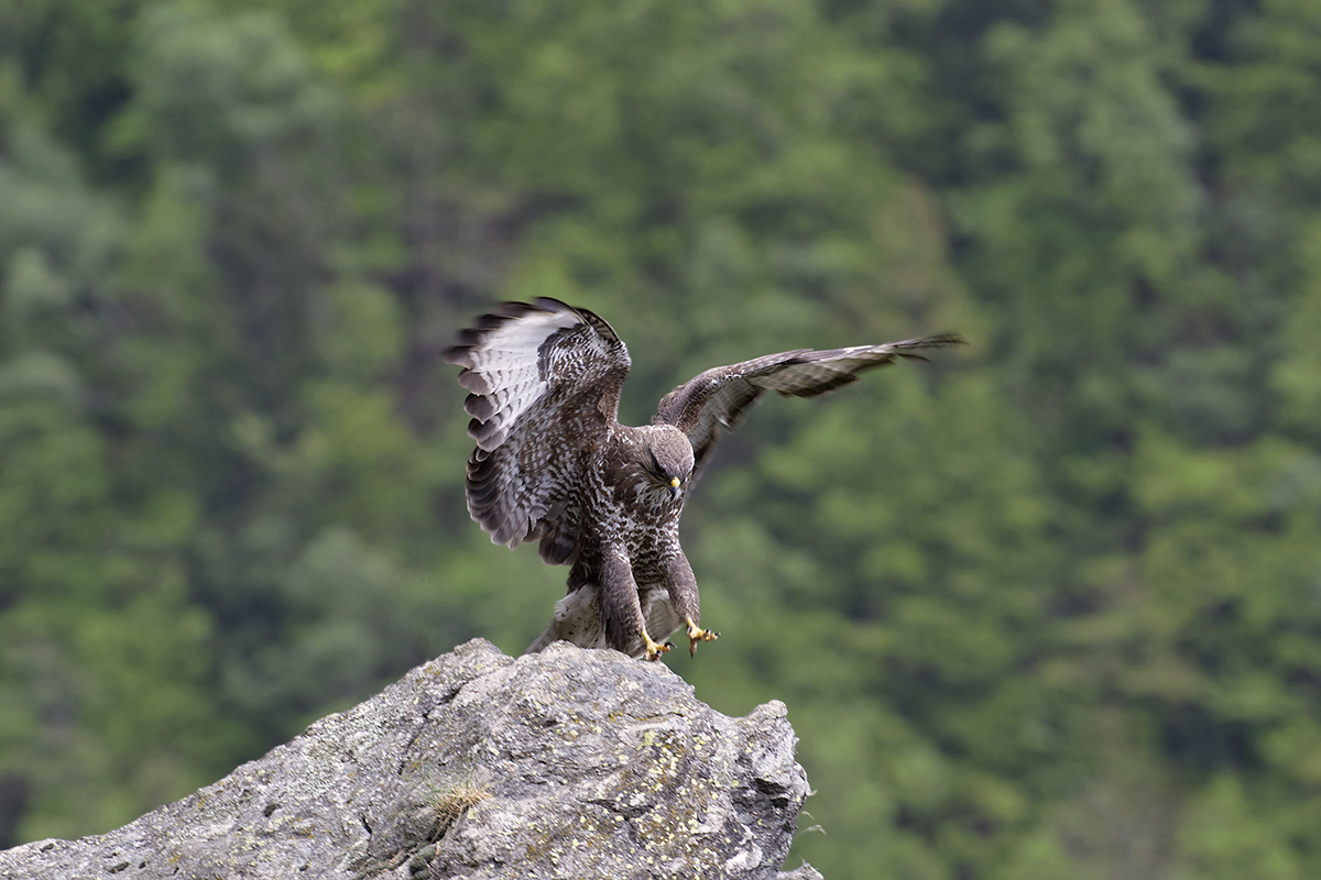 buzzard-landing...